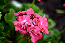 Load image into Gallery viewer, Geranium Essential Oil
