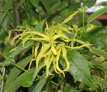 Load image into Gallery viewer, Ylang Ylang Essential Oil